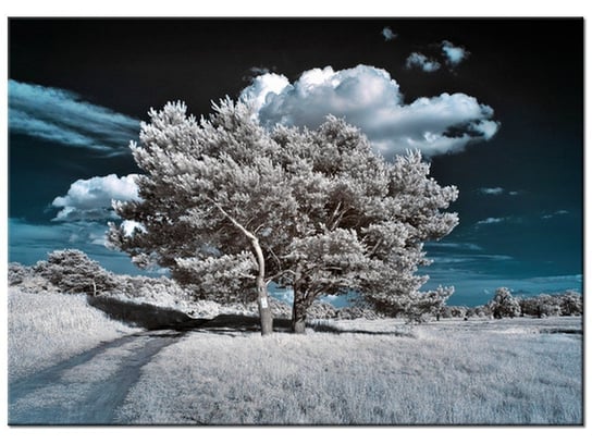 Obraz Silne drzewa, 70x50 cm Oobrazy