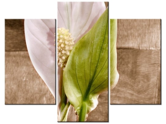 Obraz Skrzydłokwiat, 3 elementy, 90x70 cm Oobrazy
