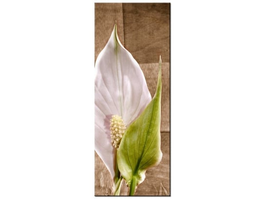 Obraz Skrzydłokwiat, 40x100 cm Oobrazy