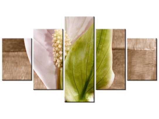 Obraz Skrzydłokwiat, 5 elementów, 125x70 cm Oobrazy