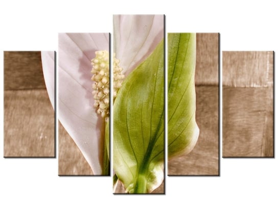 Obraz Skrzydłokwiat, 5 elementów, 150x100 cm Oobrazy