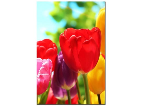 Obraz Słoneczne tulipany, 20x30 cm Oobrazy