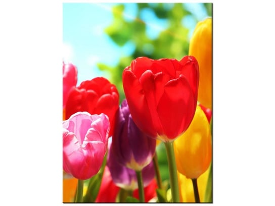 Obraz Słoneczne tulipany, 30x40 cm Oobrazy