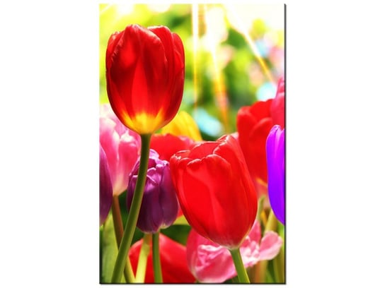 Obraz Słoneczne tulipany, 40x60 cm Oobrazy