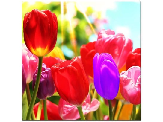 Obraz Słoneczne tulipany, 50x50 cm Oobrazy