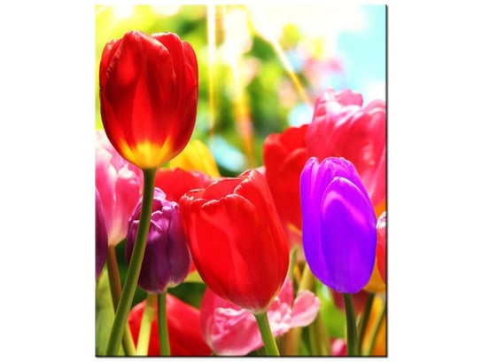 Obraz Słoneczne tulipany, 50x60 cm Oobrazy