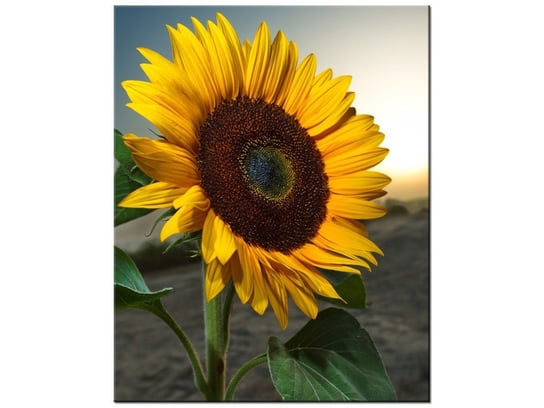 Obraz Słonecznik, 60x75 cm Oobrazy