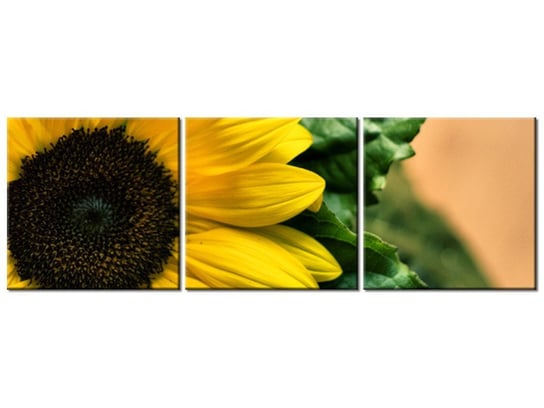 Obraz Słonecznik ozdobny, 3 elementy, 120x40 cm Oobrazy
