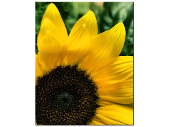 Obraz Słonecznik ozdobny, 40x50 cm Oobrazy