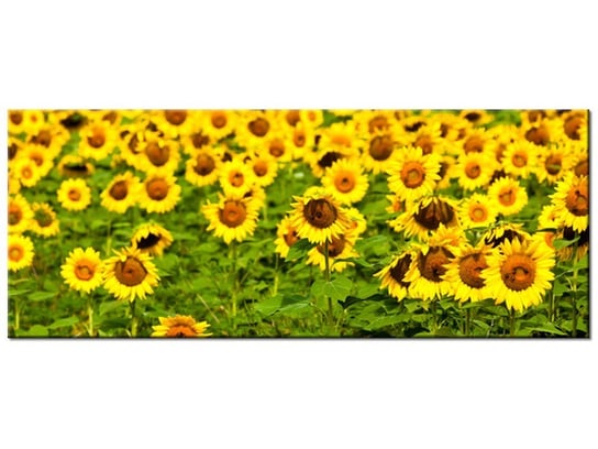 Obraz Słoneczniki  - Anthony Quintano, 100x40 cm Oobrazy