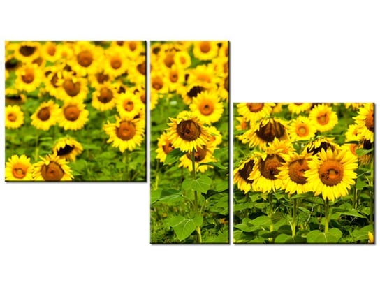 Obraz Słoneczniki - Anthony Quintano, 3 elementy, 90x50 cm Oobrazy