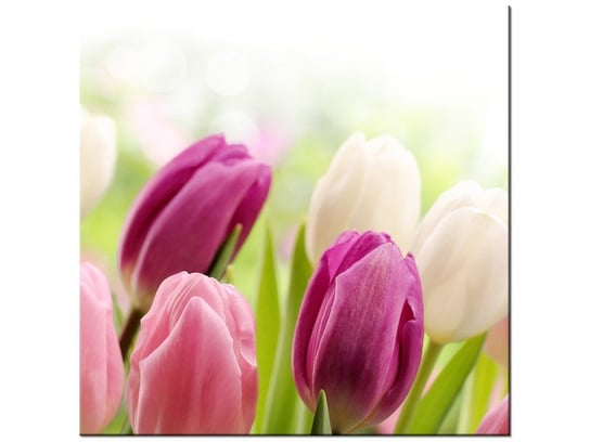 Obraz, Soczyste tulipany, 30x30 cm Oobrazy