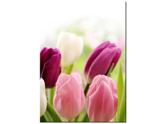 Obraz Soczyste tulipany, 50x70 cm Oobrazy