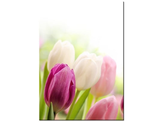 Obraz Soczyste tulipany, 50x70 cm Oobrazy
