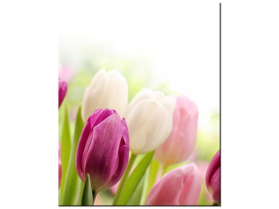 Obraz Soczyste tulipany, 60x75 cm Oobrazy