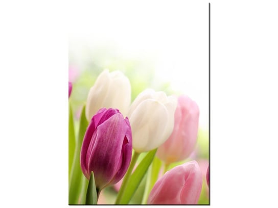 Obraz Soczyste tulipany, 70x100 cm Oobrazy