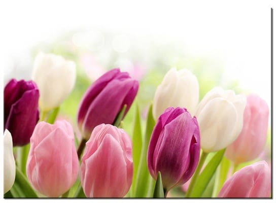 Obraz, Soczyste tulipany, 70x50 cm Oobrazy