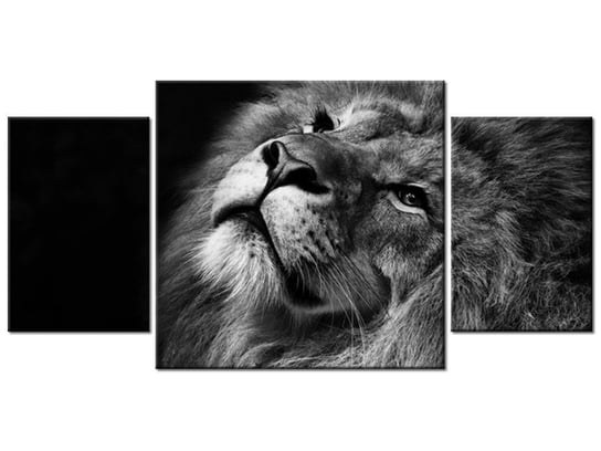 Obraz Srebrny lew, 3 elementy, 80x40 cm Oobrazy