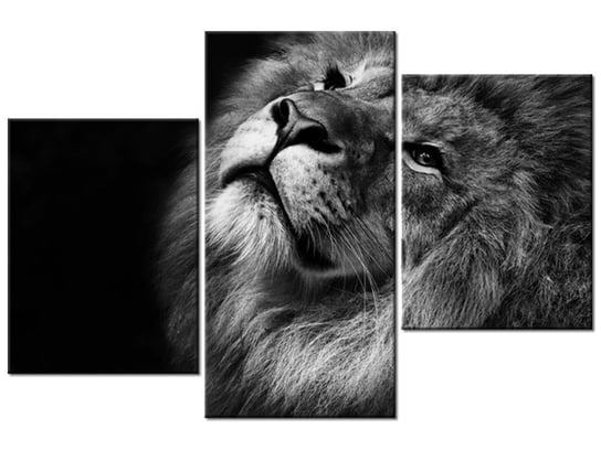 Obraz Srebrny lew, 3 elementy, 90x60 cm Oobrazy
