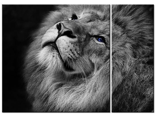 Obraz Srebrny lew z niebieskimi oczyma, 2 elementy, 70x50 cm Oobrazy