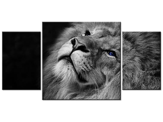 Obraz Srebrny lew z niebieskimi oczyma, 3 elementy, 80x40 cm Oobrazy