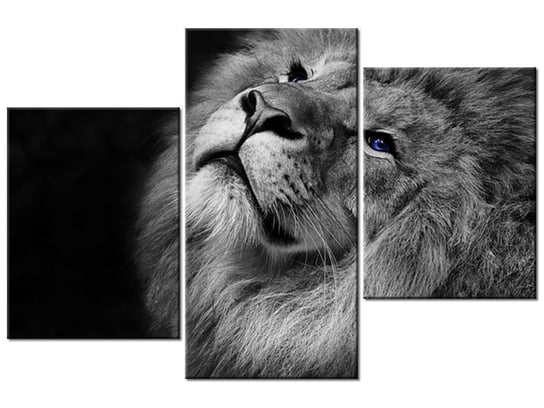 Obraz Srebrny lew z niebieskimi oczyma, 3 elementy, 90x60 cm Oobrazy