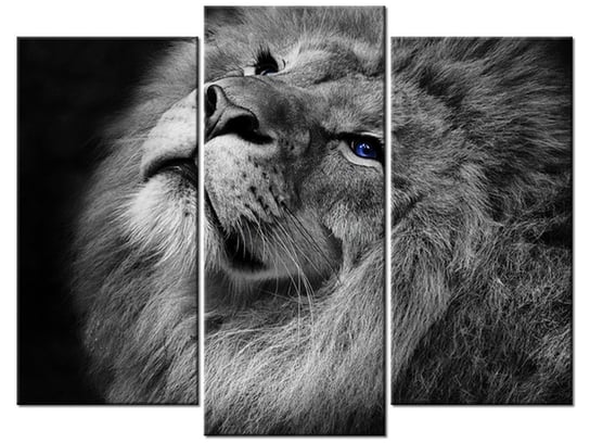 Obraz Srebrny lew z niebieskimi oczyma, 3 elementy, 90x70 cm Oobrazy