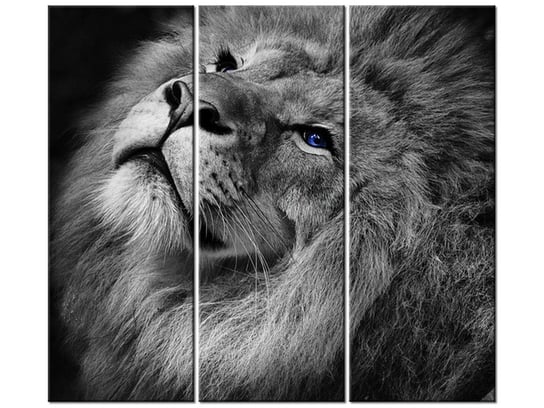 Obraz Srebrny lew z niebieskimi oczyma, 3 elementy, 90x80 cm Oobrazy