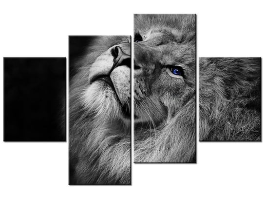 Obraz Srebrny lew z niebieskimi oczyma, 4 elementy, 120x80 cm Oobrazy
