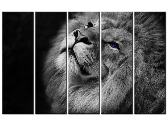 Obraz Srebrny lew z niebieskimi oczyma, 5 elementów, 100x63 cm Oobrazy