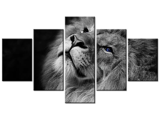 Obraz Srebrny lew z niebieskimi oczyma, 5 elementów, 125x70 cm Oobrazy