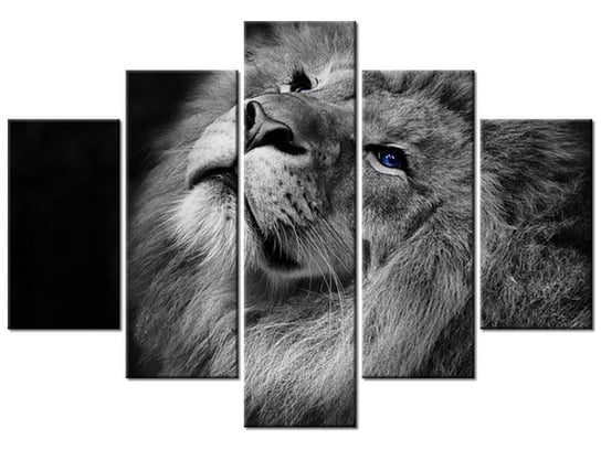 Obraz, Srebrny lew z niebieskimi oczyma, 5 elementów, 150x105 cm Oobrazy