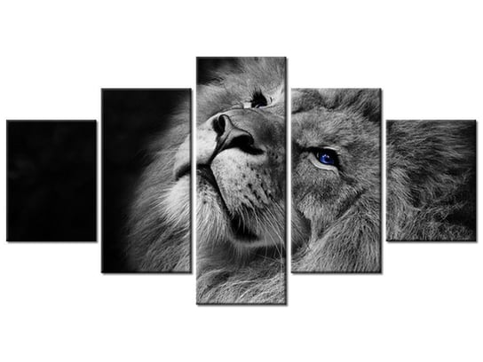 Obraz Srebrny lew z niebieskimi oczyma, 5 elementów, 150x80 cm Oobrazy