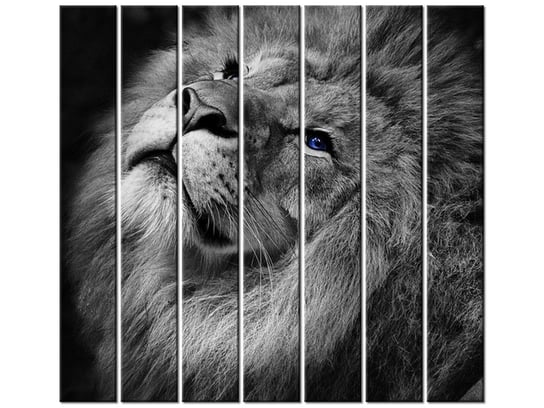 Obraz Srebrny lew z niebieskimi oczyma, 7 elementów, 210x195 cm Oobrazy