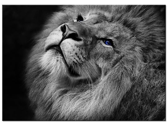 Obraz Srebrny lew z niebieskimi oczyma, 70x50 cm Oobrazy