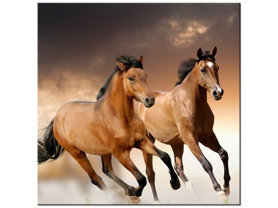 Obraz Stado koni, 40x40 cm Oobrazy