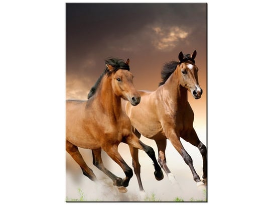 Obraz Stado koni, 50x70 cm Oobrazy