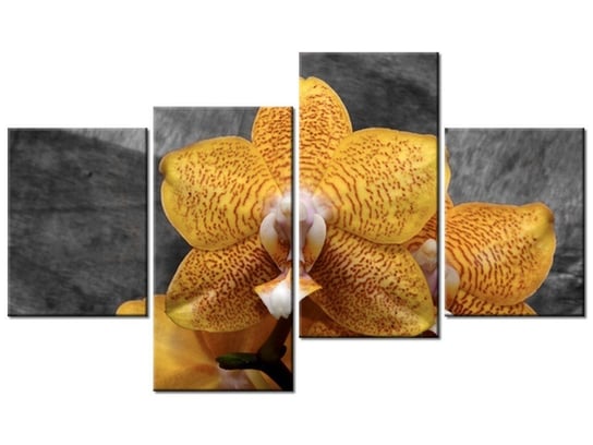 Obraz Storczyk tygrysi, 4 elementy, 120x70 cm Oobrazy