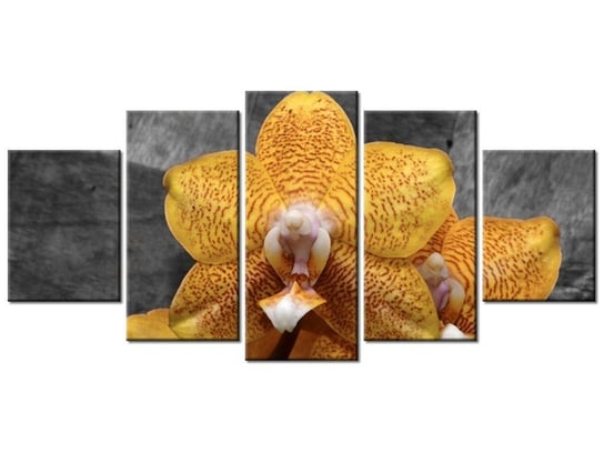 Obraz Storczyk tygrysi, 5 elementów, 150x70 cm Oobrazy