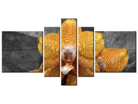 Obraz Storczyk tygrysi, 5 elementów, 160x80 cm Oobrazy