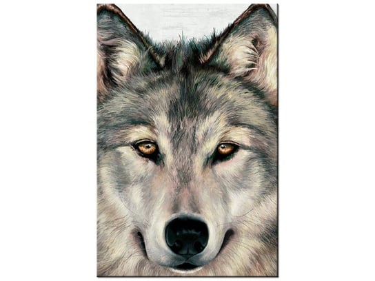 Obraz Szary wilk, 20x30 cm Oobrazy