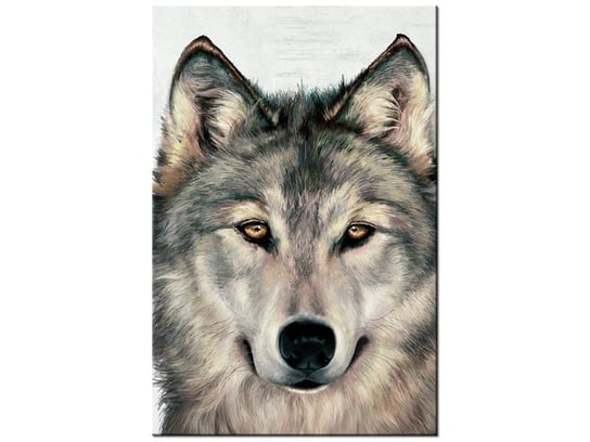 Obraz Szary wilk, 80x120 cm Oobrazy