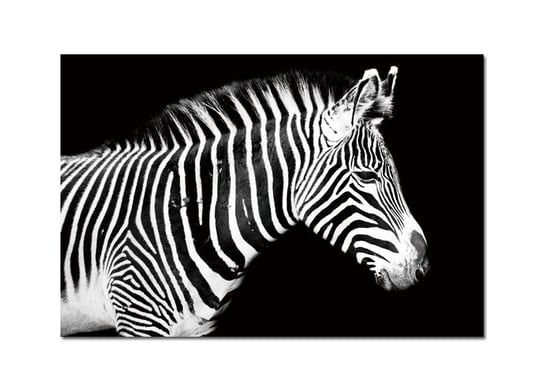 Obraz szklany 120x80 Zebra (260280) Witek Home