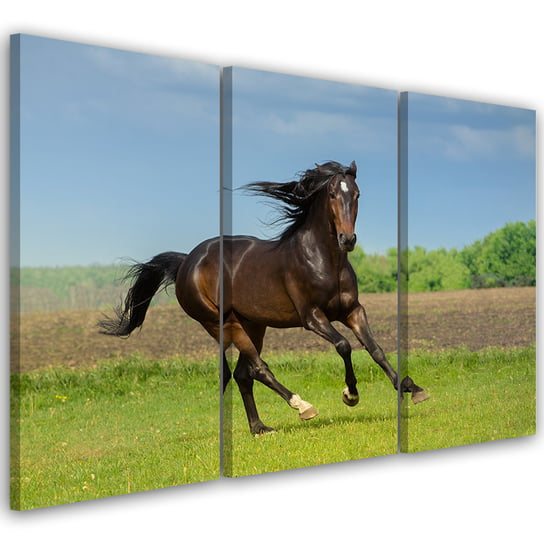 Obraz tryptyk na płótnie trzyczęściowy FEEBY, Koń Galop Łąka 60x40 Feeby