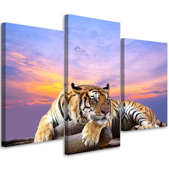 Obraz tryptyk na płótnie trzyczęściowy FEEBY, Tygrys Zwierzęta 150x100 Feeby