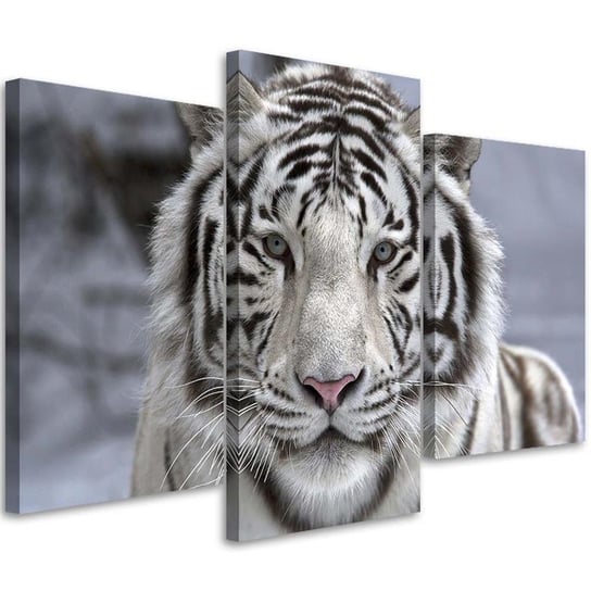 Obraz tryptyk na płótnie trzyczęściowy FEEBY, Tygrys Zwierzęta 60x40 Feeby