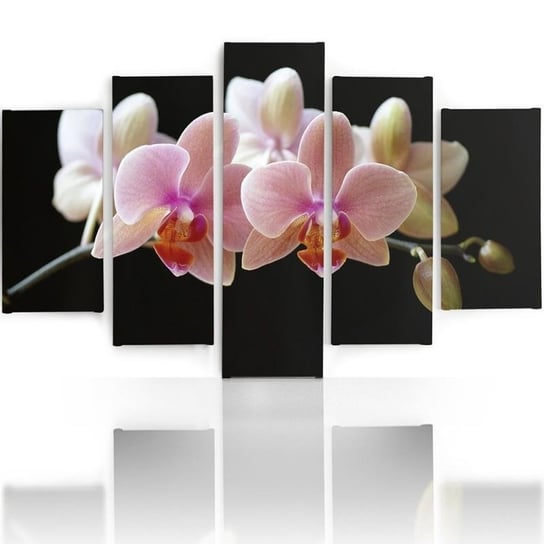 Obraz tryptyk pięcioczęściowy FEEBY, Różowa Orchidea 100x70 Feeby