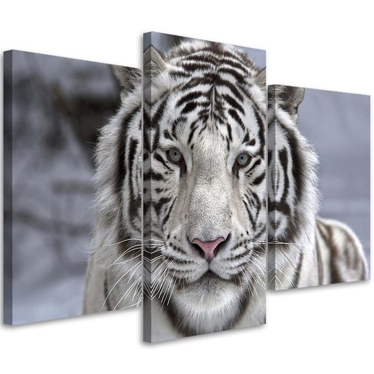 Obraz trzyczęściowy na płótnie FEEBY, Biały tygrys zimą 150x100 Feeby