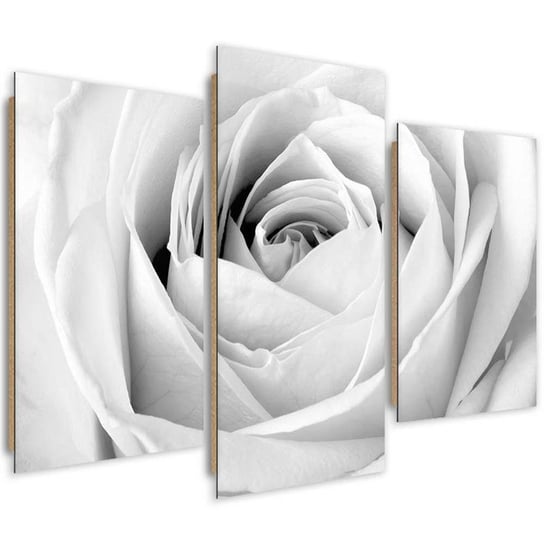 Obraz trzyczęściowy tryptyk FEEBY, Róża Biała Kwiaty 120x80 Feeby