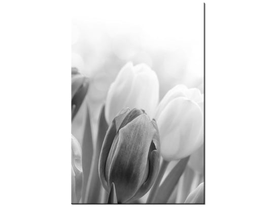 Obraz Tulipan, 20x30 cm Oobrazy